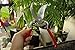 Careful Gardener Gardening Shears & Tree Pruning Saw/Folding Hand Saw (Garden Shears)