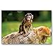 BABY ANIMALS postcard set of 20 postcards. Animal babies post card variety pack. Made in USA.