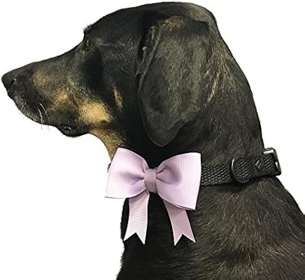 dog collar accessories