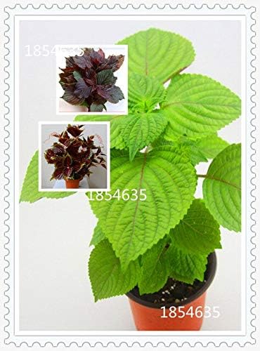 Amazon 色とりどりのバジルの種甘いocimum Basilicumの種野菜の香りの良いバジルの種 花の種 100個 花