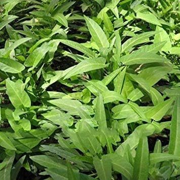 Zoomy Far: 20pcs Garden Water Spinach Vegetable Bulk Seeds