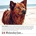 365 Dogs 2017 Calendar