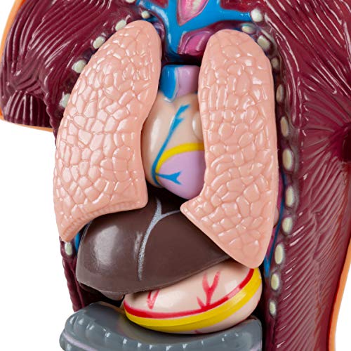 image for Hey! Play! Anatomy Model - Human Body Torso with Removable Organs for 
