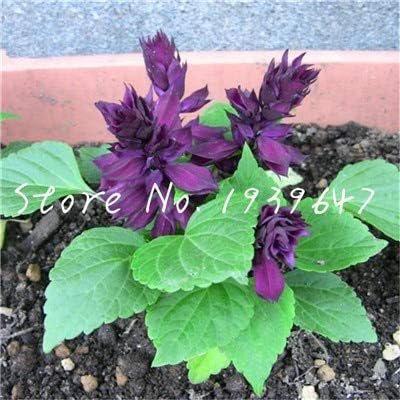 Amazon Co Jp 100のサルビア盆栽バニラ香る花食用サルビアジャポニカ盆栽テラス鉢植えガーデニング屋内花鉢植えの植物 16 Diy 工具 ガーデン