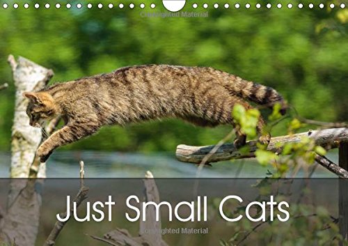 Just Small Cats 2017: Minatures of the Big Cat World (Calvendo Animals)