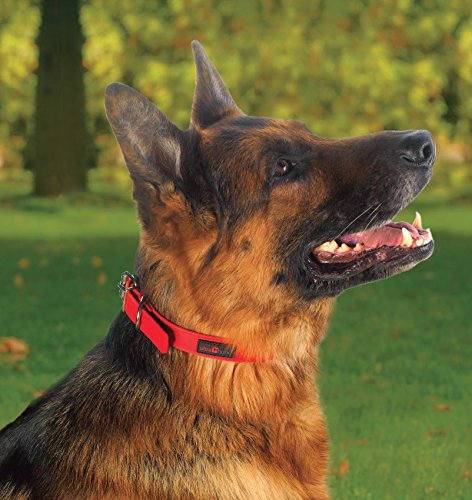Ultrahund True Fit Collar, 3/4 x 12", Orange