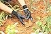 FX Garden Gloves with Claws, Home Gardening Genie Gloves Quick and Easy to Dig and Plant Nursery Plants,Best Gift for Gardener