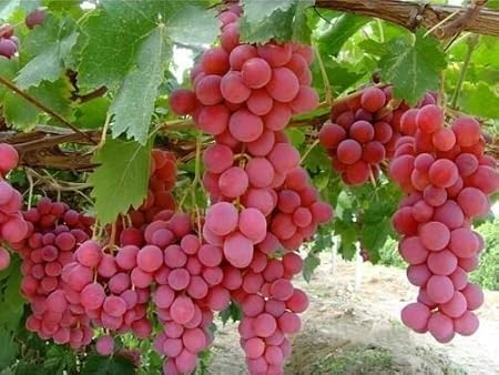 Creative Farmer Bonsai Suitable Fruit Seeds Green Grape Seed Sweet And Delicious Fruit Fruit Seeds For Garden Kitchen Garden Bonsai Suitable Fruit Seeds Pack