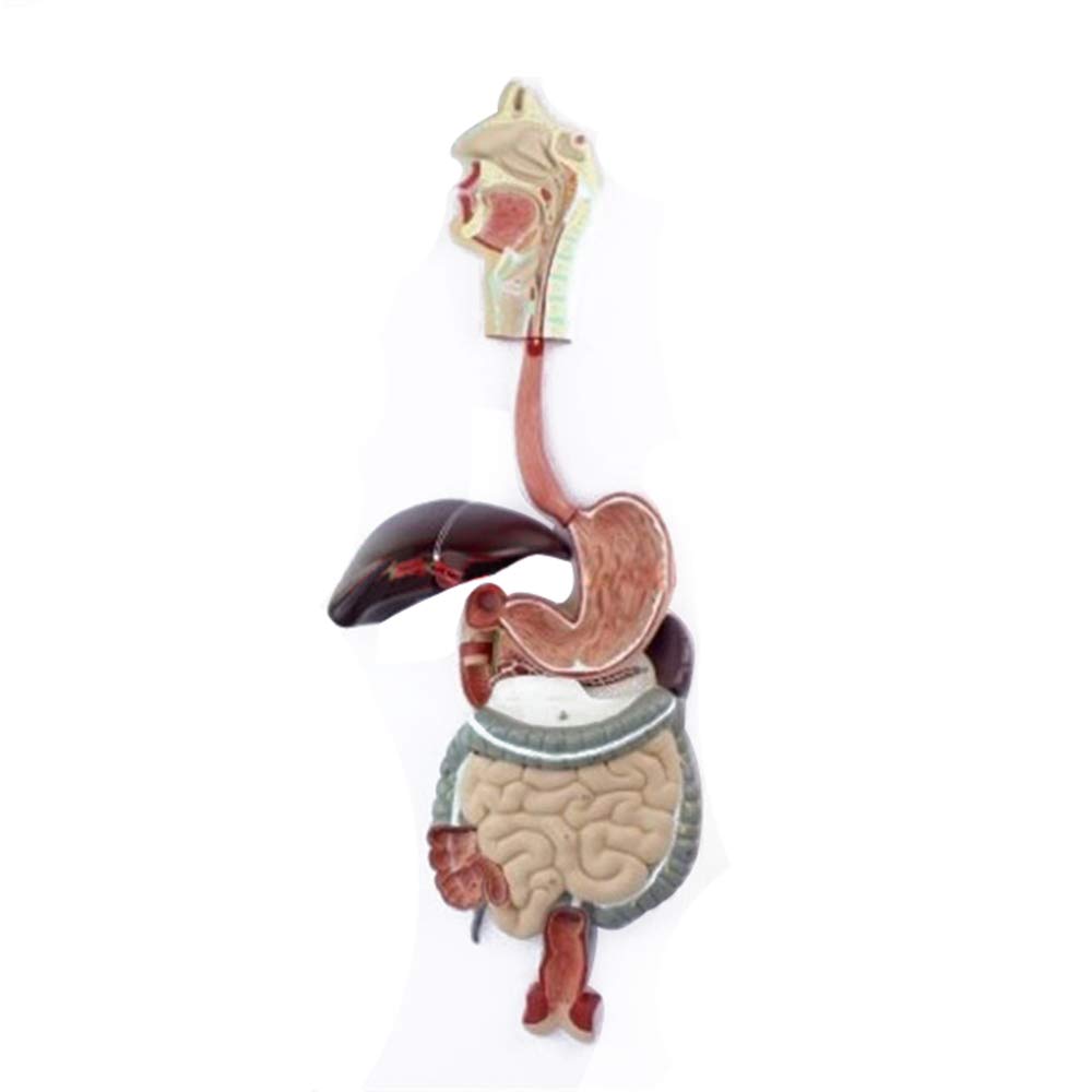 実物大 B07pvlv1qv 3分解モデル Pochiden 消化器系モデル 人体模型 初売り