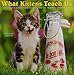 What Kittens Teach Us 2019 Wall Calendar by 