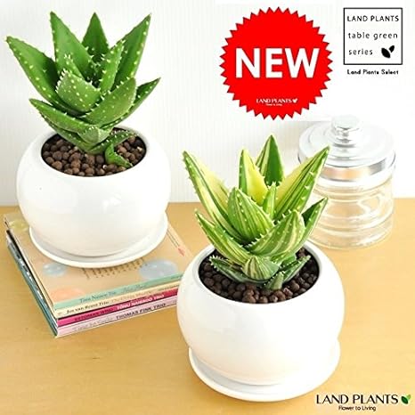 Amazon Land Plants アロエ 不夜城 白色丸型陶器鉢 卓上サイズ No 1 単色 観葉植物 オンライン通販 Amazon Land Plants アロエ 不夜城 白色丸型陶器鉢 卓上サイズ No 1 単色 観葉植物 オンライン通販
