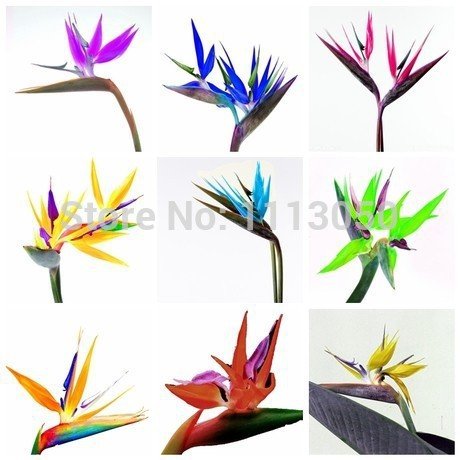 100pcs Packflower Pots Planteurs Strelitzia Reginae