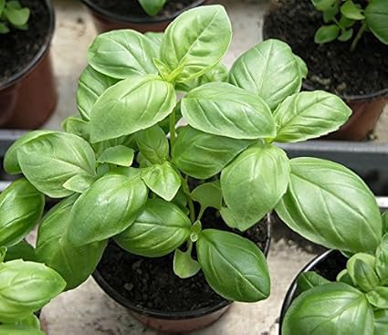 Go Green Sweet Genovese Basil Organic Seeds (Pack of 100 seeds)