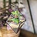 NCYP Mini Clear Glass Octahedron Shape Diamond Geometric Air Plant Terrarium Wall Hanging Pot Planter Vase Side Length 3x3.5inches (5.9 inches with Loop), No Plants Included