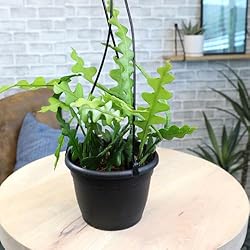 Zigzag Fishbone Cactus Plants Hanging