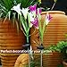 Homestarry Solar Garden Lights Outdoor, 2 PCS Solar Powered Lights with 8 Lily Flower, Multi-Color Changing LED Solar Stake Lights for Garden, Patio, Backyard (Purple/White)