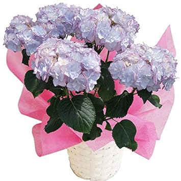 ベスト50 母の日 アジサイ 鉢植え すべての美しい花の画像