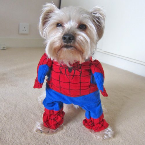 Alfie Couture Pet Apparel – Superhero Costume Spiderman – Size: M, My Pet Supplies