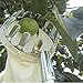 Soledi Fruit Picker Convenient Labor Saving Practical Horticultural Useful Gardening Apple Pear Peach Picking Tools