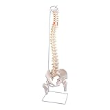 breesky Spine Model, 34.6" Life Size Spinal Cord