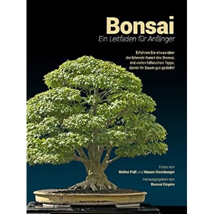Bonsai Aus Heimischen Baumen Ziehen So Gelingt S