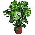 Monstera Deliciosa Plant - Swiss Cheese Split Leaf Philodendron Plant - Large Plant - Overall Height 24" to 28" - Tropical Plants of Florida
