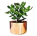 Alchemade 100% Pure Copper Hammered lanter - Beautiful Round Decorative Metal Pot Greate for Indoor & Oudoor use for Succulents, Cactus, Plants, and Flowers to add to Your Home Decor