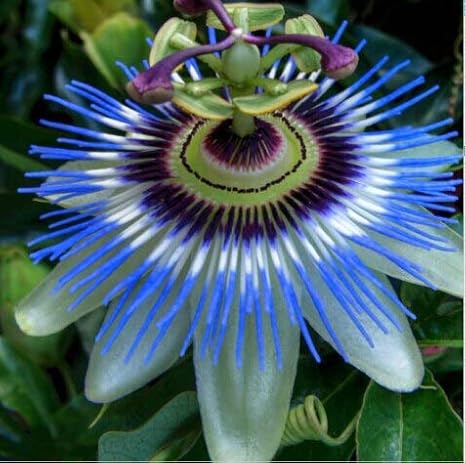 Amazon 10種子エキゾチックパッションフルーツ種子紫passiflora Edulisパッションフラワー屋外植物 花
