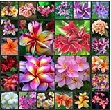 50 pcs / bag, Plumeria seeds, potted seed, flower seed bonsai plant, all kinds mixed, sprouting rate 95%, (Mixed colors)