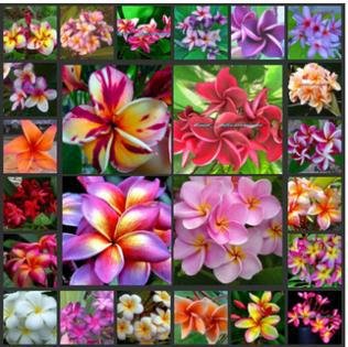 50 pcs / bag, Plumeria seeds, potted seed, flower seed bonsai plant, all kinds mixed, sprouting rate 95%, (Mixed colors)