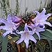 PandaBiu1618 2 Pcs Purple Amaryllis Bulbs Beauty Bonsai Flowers