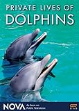 NOVA: Private Lives of Dolphins 