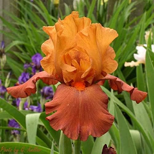 2 Orange Iris Bulbs Perennials Reblooming Bearded Iris Excellent Pot Flower Garden Addition
