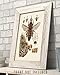 Bee Diagram - Perfect Educational Poster for Homeschool or Classroom Decor, Vintage Bee Farm Wall Arts, Great Gift for Beekeepers, 11x14 Unframed Art Print Poster