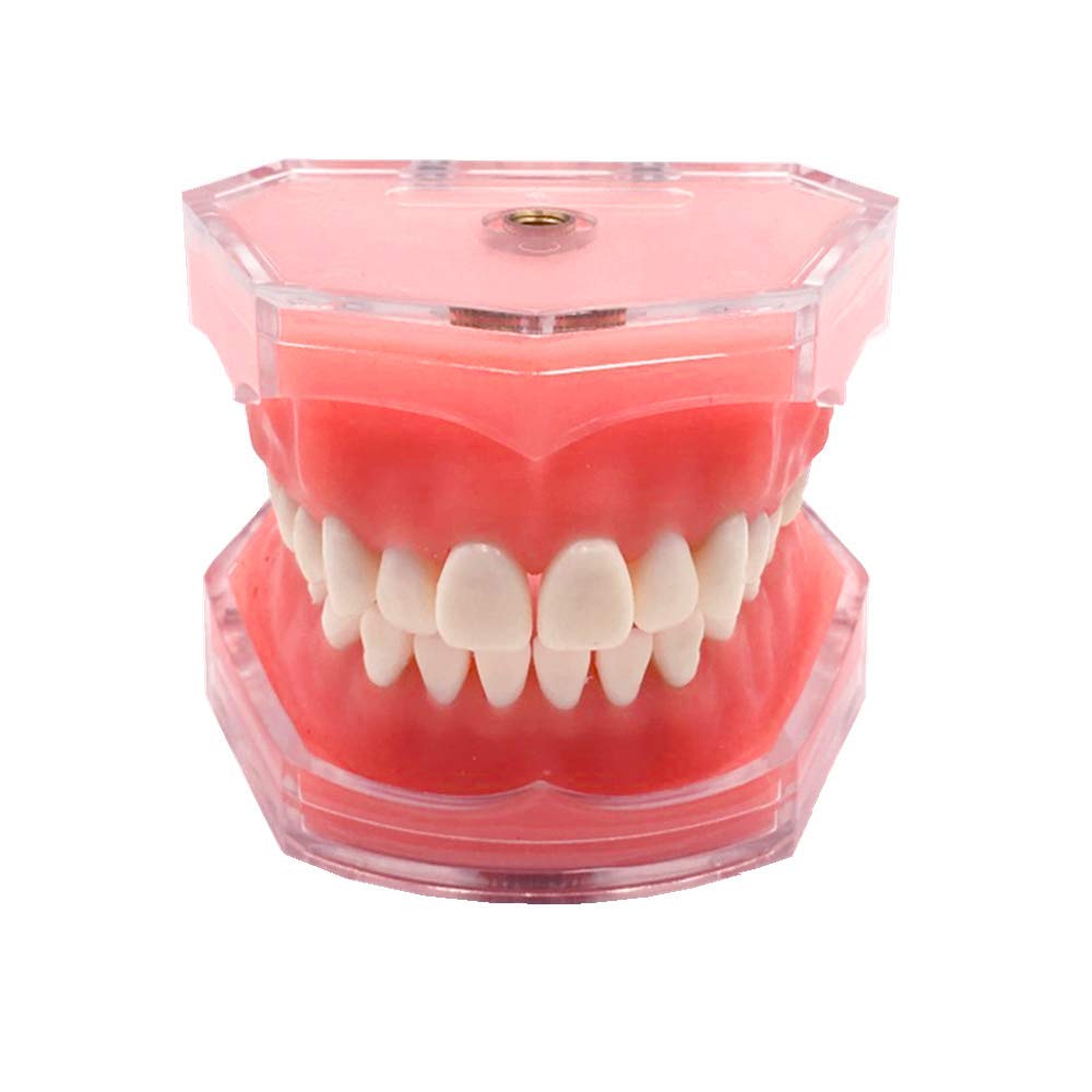 Standard Dental Demonstration, YOUYA DENTAL Teeth Model Teaching Model Study Tool Soft Gums Teaching Dental Mode with 28 Removable Teeth