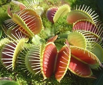 Pinkdose Venusfliegenfalle Seed