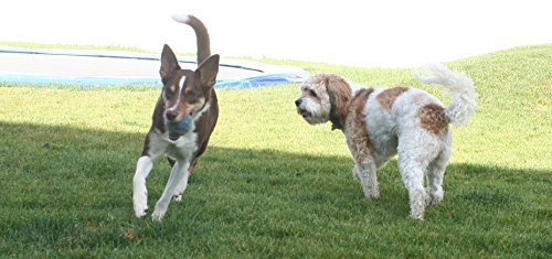 Pet Pizazz 3-Pack 100% Wool Dog Balls (Indoor or Outdoor Toy, Boutique Quality, All-Natural)