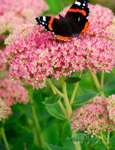 Autumn Joy Sedum