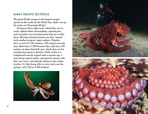Explore the Salish Sea: A Nature Guide for Kids - Thumbnail 2