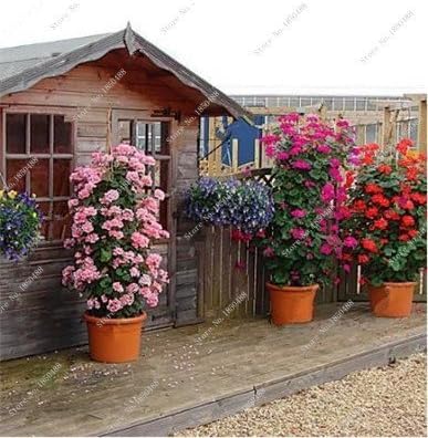 Amazon Co Jp スワングリーン17新100個レアクライミングゼラニウム種アップルブロッサムローズバッドペラゴニウムフラワーシードハーディ植物盆栽植木鉢11 ホーム キッチン