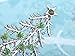 Alilang Silvery Tone Green Rhinestones Holiday Christmas Tree Star Brooch Pin