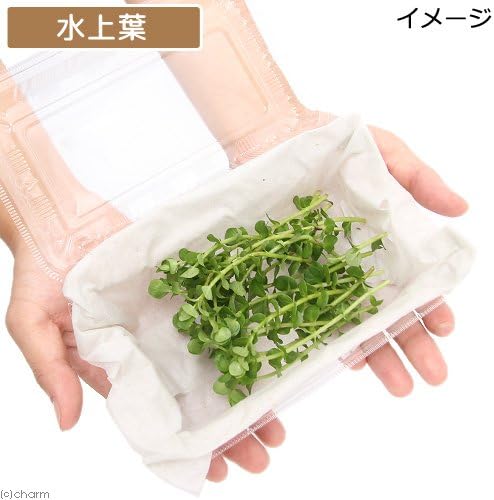 Amazon 水草 グリーンロタラ 水上葉 無農薬 ２０本 Charm チャーム 生体水草 通販