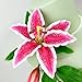 Flower Pro Lily Buds Silicone Mold for Cake Decorating & Craft by Katy Sue Molds & Flower Pro. Make 3 Sizes of Lily Bud for use with Fondant, Resin, Sugar Paste & Air Dry Clay