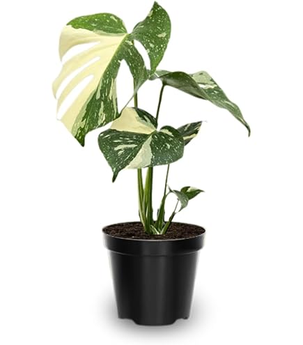 Amazon.com : Monstera Albo Variegated Half Moon Plant, Large Leaves, Live  Indoor Houseplant : Patio, Lawn & Garden