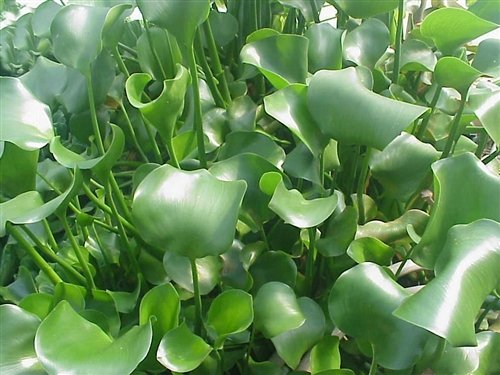 Water Hyacinth - Lot of 4 Live Floating Water Plants for your Pond, Water Garden, or Aquarium | Provides much needed shade and shelter for your pond and fish | Natural Biofilters