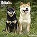 Shiba Inu Calendar - Dog Breed Calendars - 2017 - 2018 wall Calendars - 16 Month by Avonside