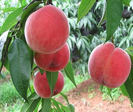 Nema Wang peach Fruit Seeds - 6 Pcs