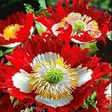 Poppy Danish Flag (Papaver Somniferum) Vivid Red, White and Yellow Beauty. This Frilly Lady Has an Appealling Imapact.. Excellent in Groupings and Easy to Grow! Approx 100 Seeds