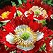 Poppy Danish Flag (Papaver Somniferum) Vivid Red, White and Yellow Beauty. This Frilly Lady Has an Appealling Imapact.. Excellent in Groupings and Easy to Grow! Approx 100 Seeds