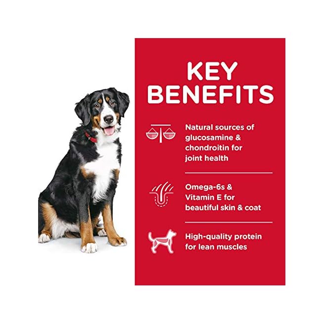 science diet large breed lamb